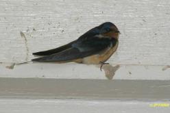 Hirondelle rustique
